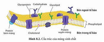 Màng Sinh Chất Của Vi Khuẩn Có Chức Năng